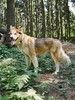 Молодая домашняя собака Тали, аляскинский маламут ищет дом