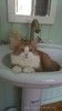 Рыжий, любопытный, смешной кот Жак. 1 год, кастрирован, привит. 