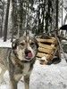 Малышка Найда ищет дом