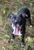 Стаффордширский терьер Юта — собака-улыбака в дар