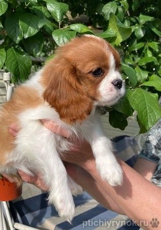Кавалер Кинг Чарльз Спаниель девочки бленхейм