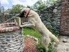 Знакомьтесь – наш грузинский мачо Васо, который мечтает о доме.
