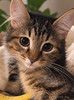 Котёнок Пушинка в добрые руки