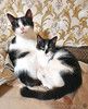 Очаровательные сестрички Деми и Ася ищут дом