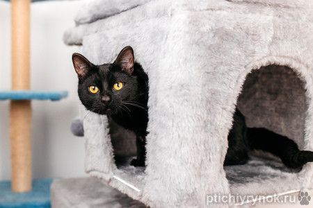 Черный молодой котейка подросток Черныш ищет дом