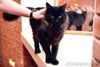 Черный кот Чуча в добрые руки!