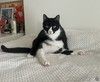 Добрый и ласковый котик Маркиз ищет дом!