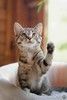 Трехцветный котенок девочка 
