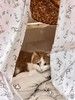 Саня котик 1,5 года ищет дом!