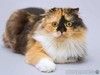 Кошечка Таня — ласковая пушистая вислоухая трёхцветка