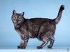 Кошечка Яся – черная ласковая подружка
