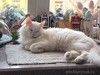 Белый пушистый котик по имени Килл ищет дом