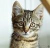Бесхвостый котёнок Кевин в добрые руки