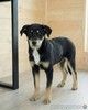 Хороший щенок-подросток Степа ищет дом