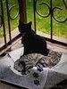Ищут дом 2 чудесных котенка.