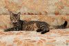 Кошечка Мотя мечтает о доме!