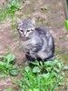 Очень нужен дом для двух котят,замерзающих на дачах