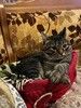 Кот Пушок, умный, мудрый и ласковый