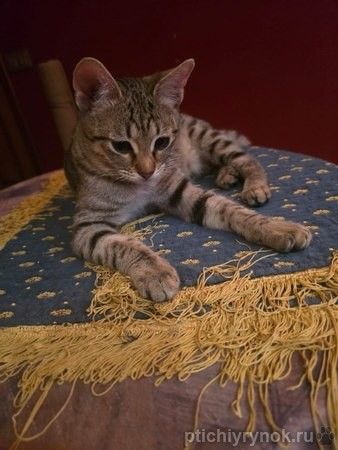 Полосатый ласковый котёнок Марфушка в дар