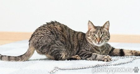 Ласковая полосатая кошка Ириска с кистями на ушах ищет дом