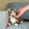 Сибирский котенок Мышка в добрые руки