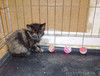Котёнок Сонечка в добрые руки!