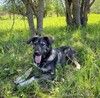 Знакомьтесь — Руккола!