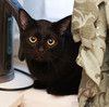 Ласковый котик Найт очень хочет стать домашним.