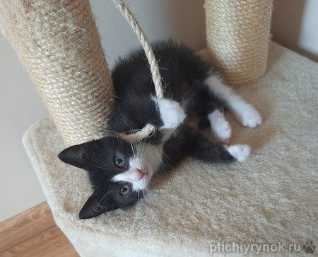 Котенок Тимоша в добрые руки