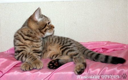Британский клубный котик окраса.