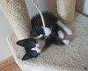 Котенок Тимоша в добрые руки