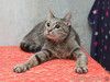 Ищет дом молодой тигровый котик Сема