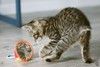 Бесхвостый котёнок Кевин в добрые руки