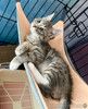 Мурчаливый котёнок Бантик в добрые руки