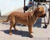 Брутальный пёс крепыш Бутч в добрые руки