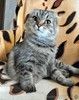 Надоевшая игрушка, шотландская кошечка Луша ищет дом