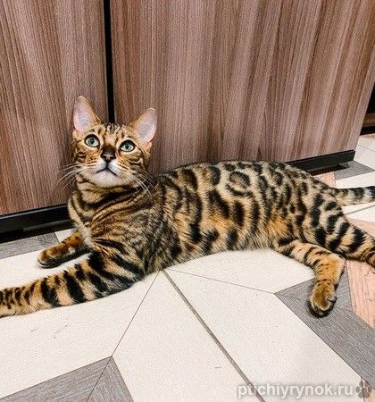 Красивейшая бенгальская кошка Стефания ищет дом и ответственных хозяев