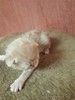 Шотландские вислоухие котята 2 недели отроду