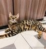 Красивейшая бенгальская кошка Стефания ищет дом и ответственных хозяев