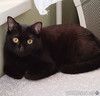Умная и ласковая чёрная кошка Марго в дар