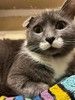 Очаровательная одноухая кошечка Муся в добрые руки 