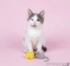Ищут дом и добрые ручки особенные котята