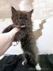 Домашние котята-девочки в добрые руки