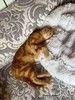 Рыжий мраморный котёнок Симба в добрые руки
