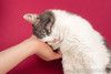 Шикарный сладкий котик Баунти в добрые руки