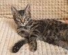 Марсик маленький полосатый котик-подросток очень ждёт своего человека