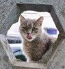 У нас есть неделя, чтобы не возвращать Мышку на улицу