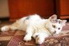 Кошка Маруся ищет дом одним животным.