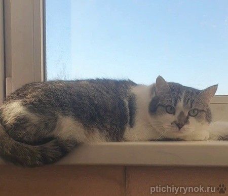 Мэри — кошка с большим сердцем