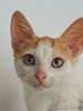 Ищет дом замечательный котенок Феня.